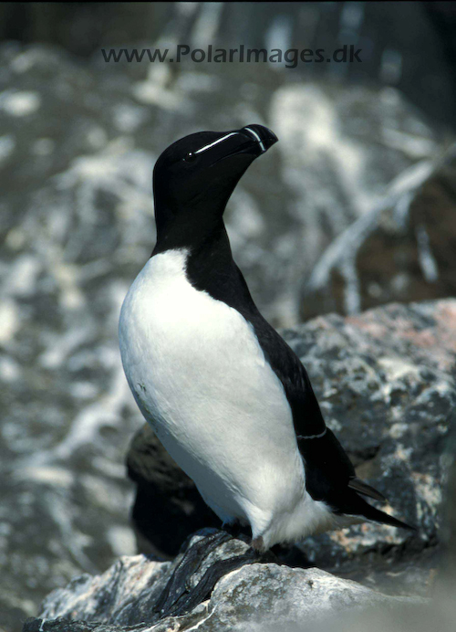 Razorbill_061717