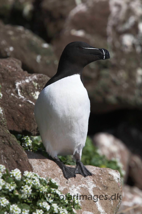 Razorbill_MG_3136