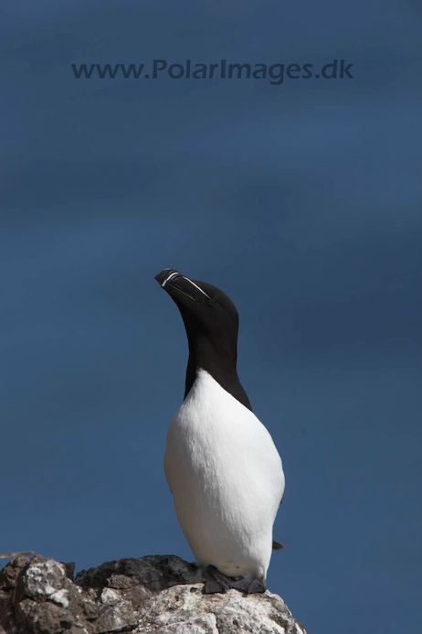 Razorbill_MG_3173