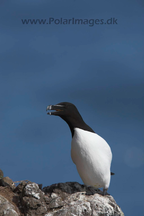 Razorbill_MG_3177