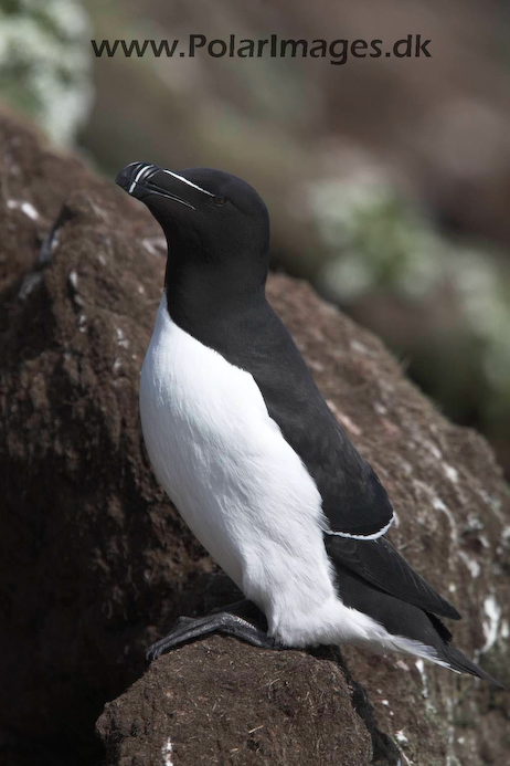 Razorbill_MG_3210