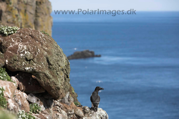 Razorbill_MG_3213