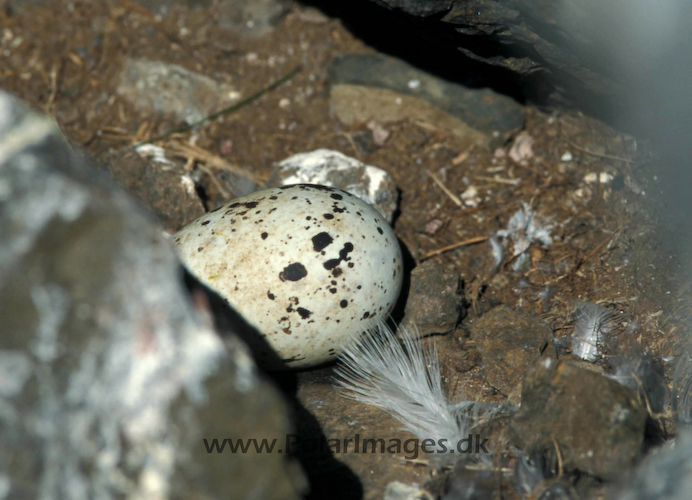 Razorbill_egg_in_nest_061718