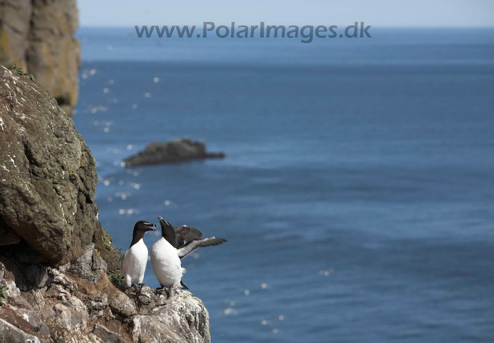 Razorbills_MG_3223