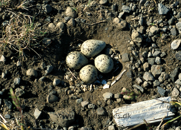 Ringed_plover_nest_062713