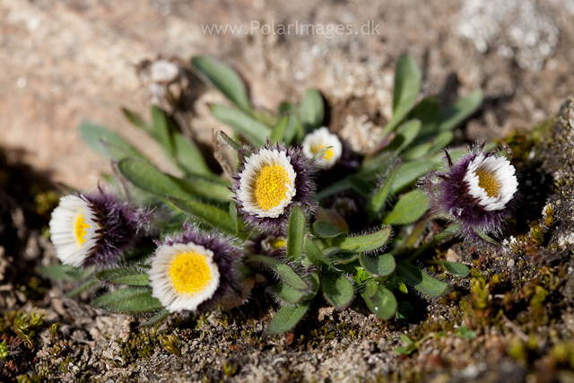 Erigeron humilis, Clavering Ø_MG_6955