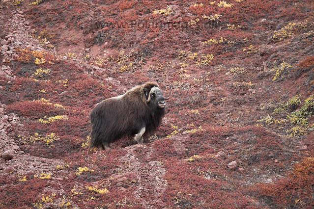 Muskoxen_MG_4290