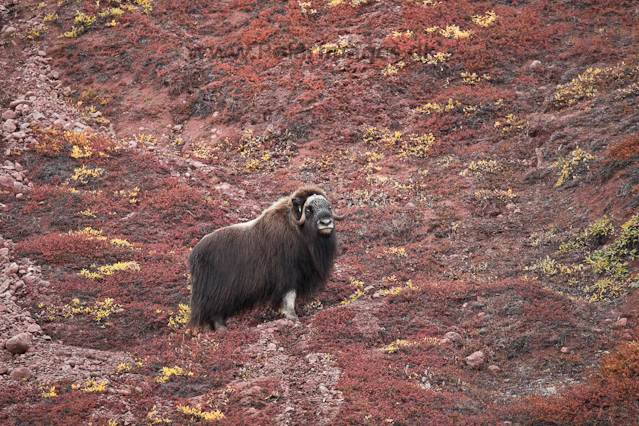 Muskoxen_MG_4293