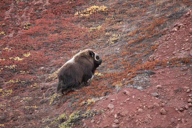 Muskoxen_MG_4297