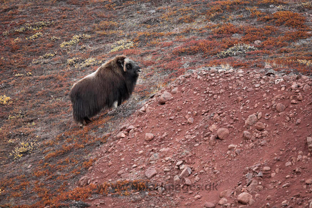 Muskoxen_MG_4300