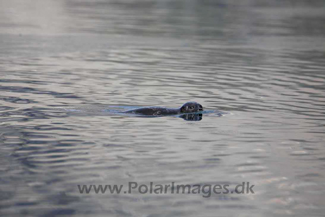 Ringed seal, Skjoldungen, SE Greenland_MG_5081