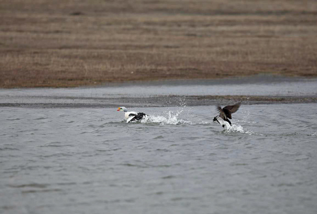 Agressive Long-tailed duck_MG_8748