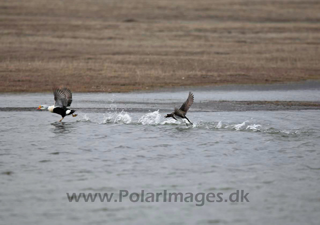 Agressive Long-tailed duck_MG_8749