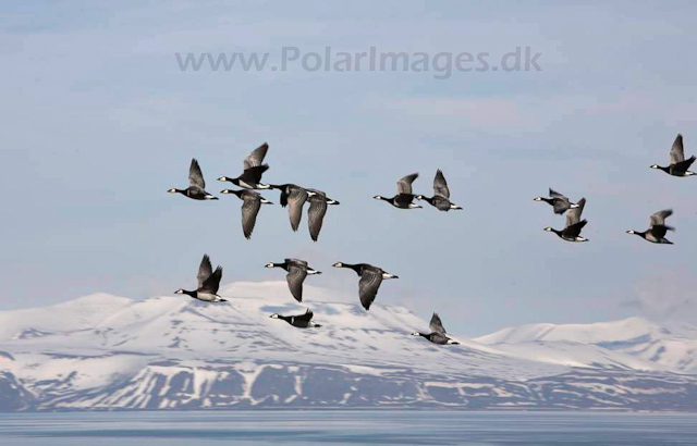 Barnacle geese_MG_9303