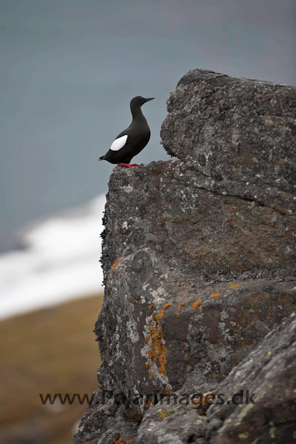 Black guillemot_MG_9847