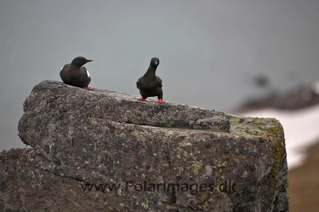 Black guillemot_MG_9858