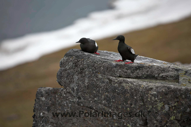 Black guillemot_MG_9862