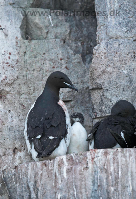 Brunnich's guillemots_MG_2117