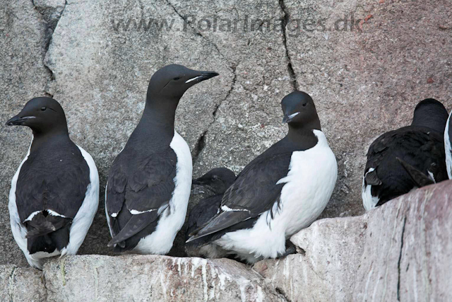 Brunnich's guillemots_MG_2144