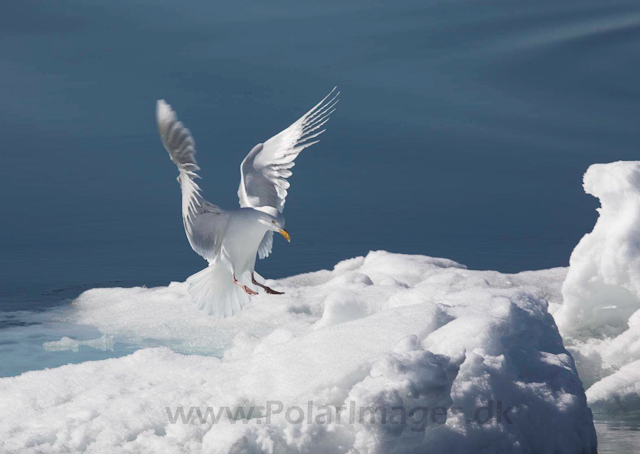 Glacous gull_MG_0311