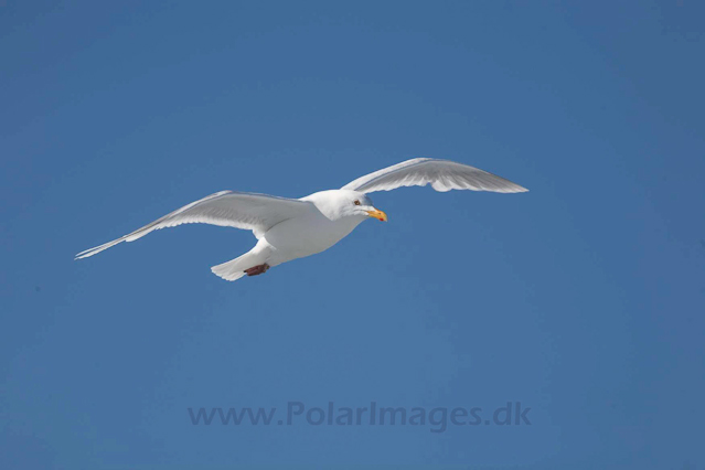 Glacous gull_MG_0314