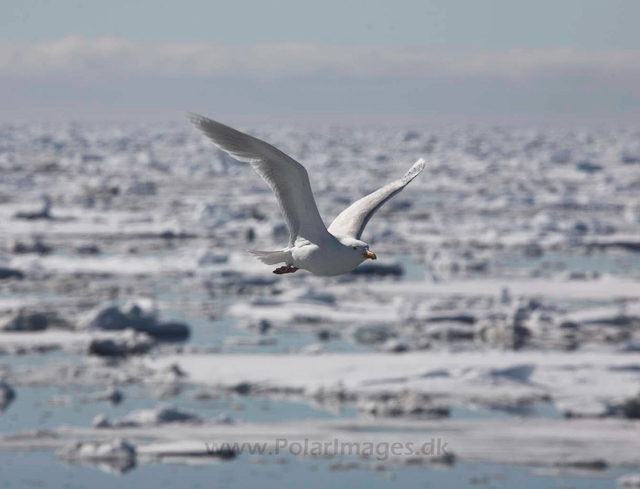 Glacous gull_MG_0319