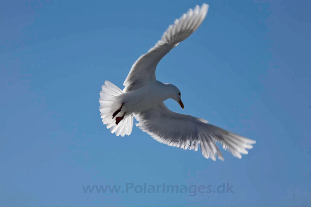 Glacous gull_MG_0322