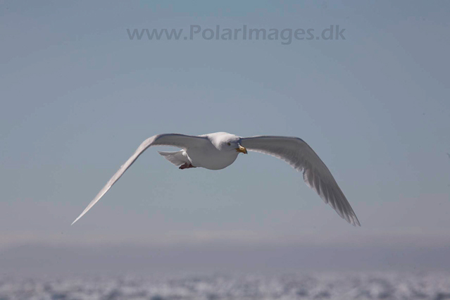 Glacous gull_MG_0323