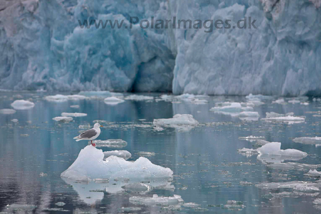 Glaucous gull_MG_2592