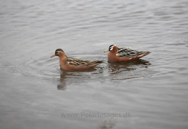 Grey phalarope_MG_0006