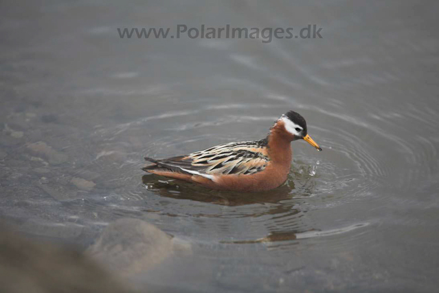 Grey phalarope_MG_8696