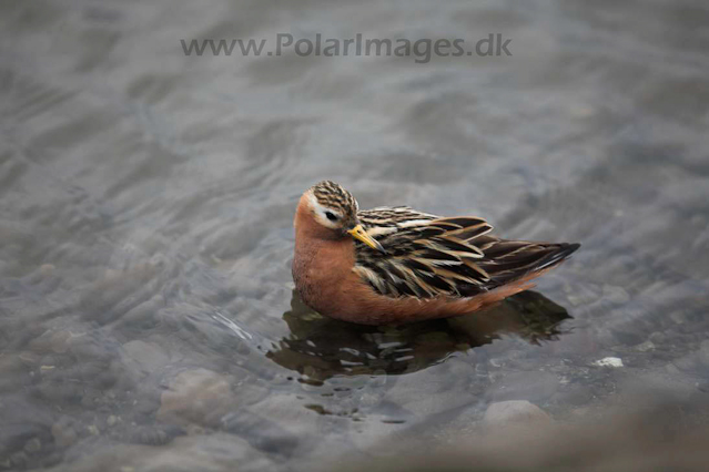 Grey phalarope_MG_8719