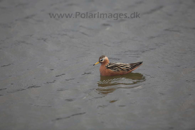 Grey phalarope_MG_8738