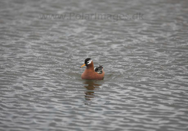 Grey phalarope_MG_8776