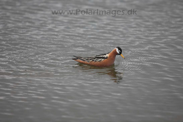 Grey phalarope_MG_8779