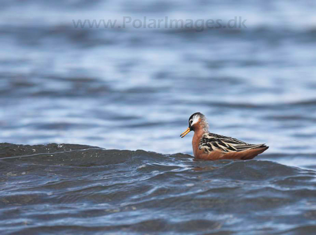 Grey phalarope_MG_8879