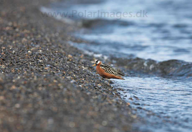 Grey phalarope_MG_8881