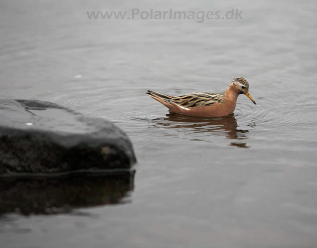 Grey phalarope_MG_9892