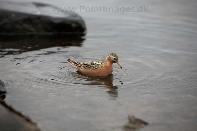 Grey phalarope_MG_9905