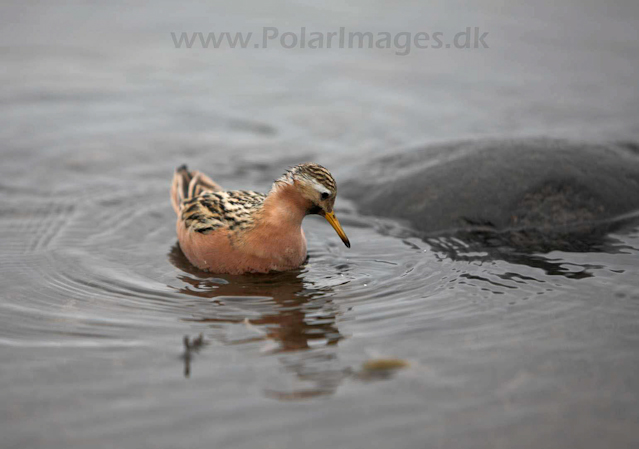 Grey phalarope_MG_9929