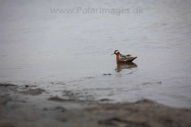 Grey phalarope_MG_9943