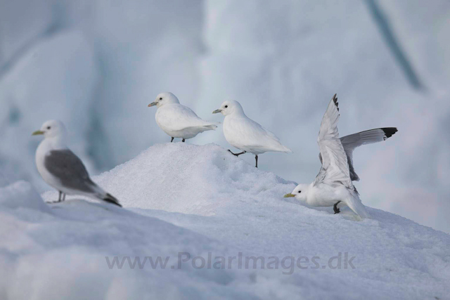 Ivory gull_MG_2045