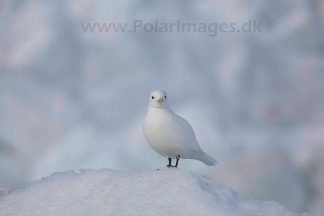 Ivory gull_MG_2052