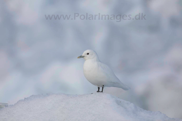 Ivory gull_MG_2053