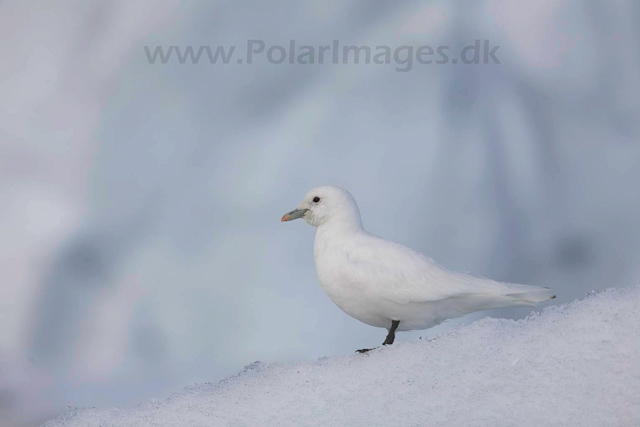 Ivory gull_MG_2061