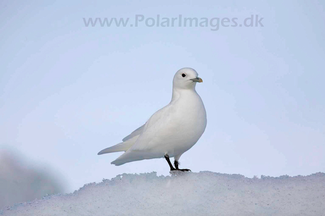 Ivory gull_MG_2065