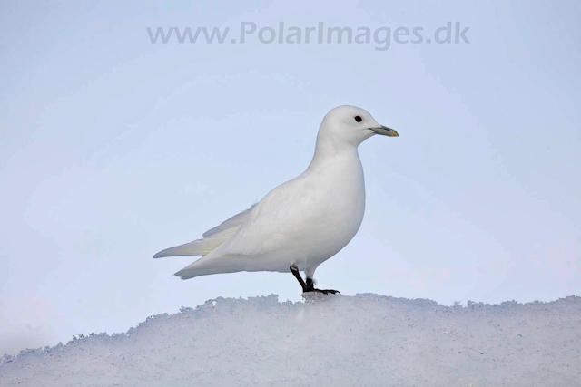 Ivory gull_MG_2066