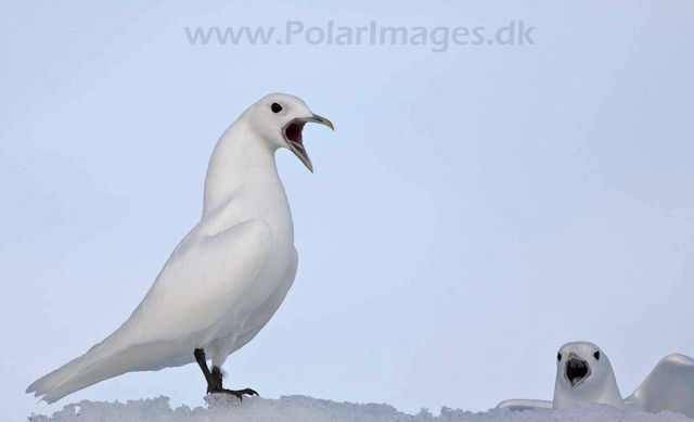 Ivory gull_MG_2070