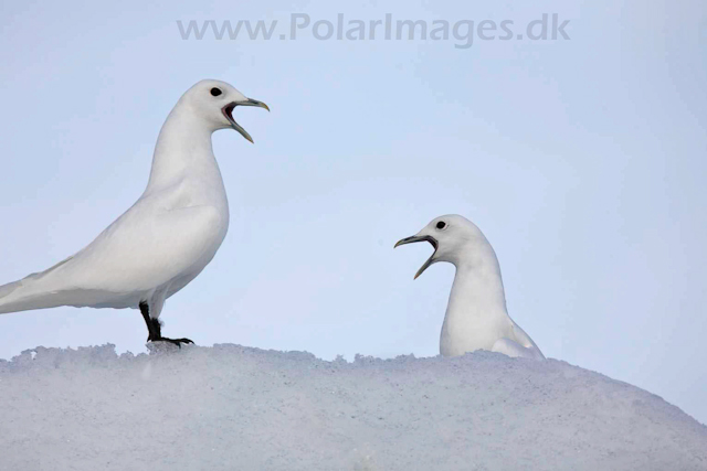 Ivory gull_MG_2071