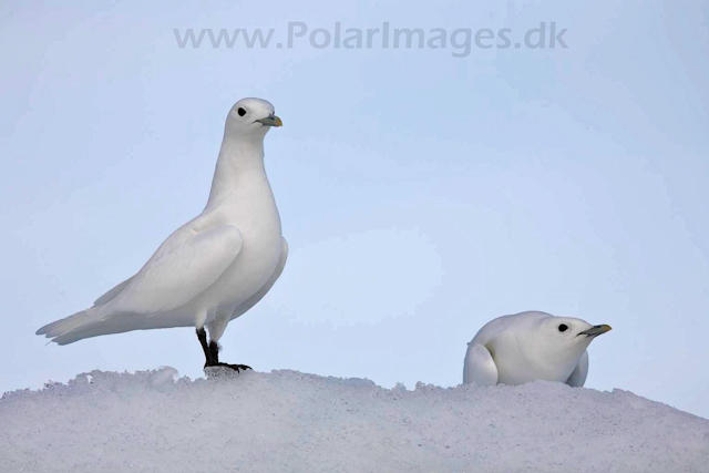 Ivory gull_MG_2073